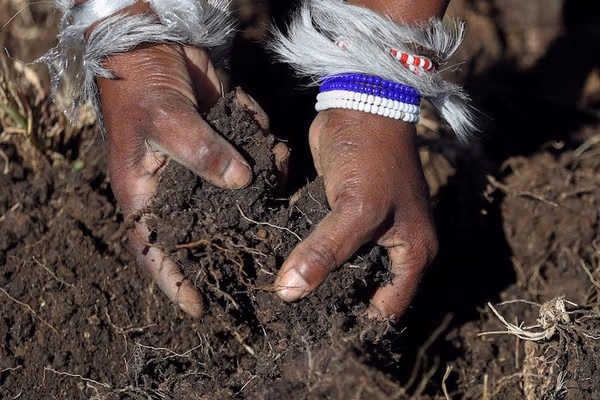 پژوهش: یکپنجم گونههای زنده در خاک در معرض انقراض قرار دارند