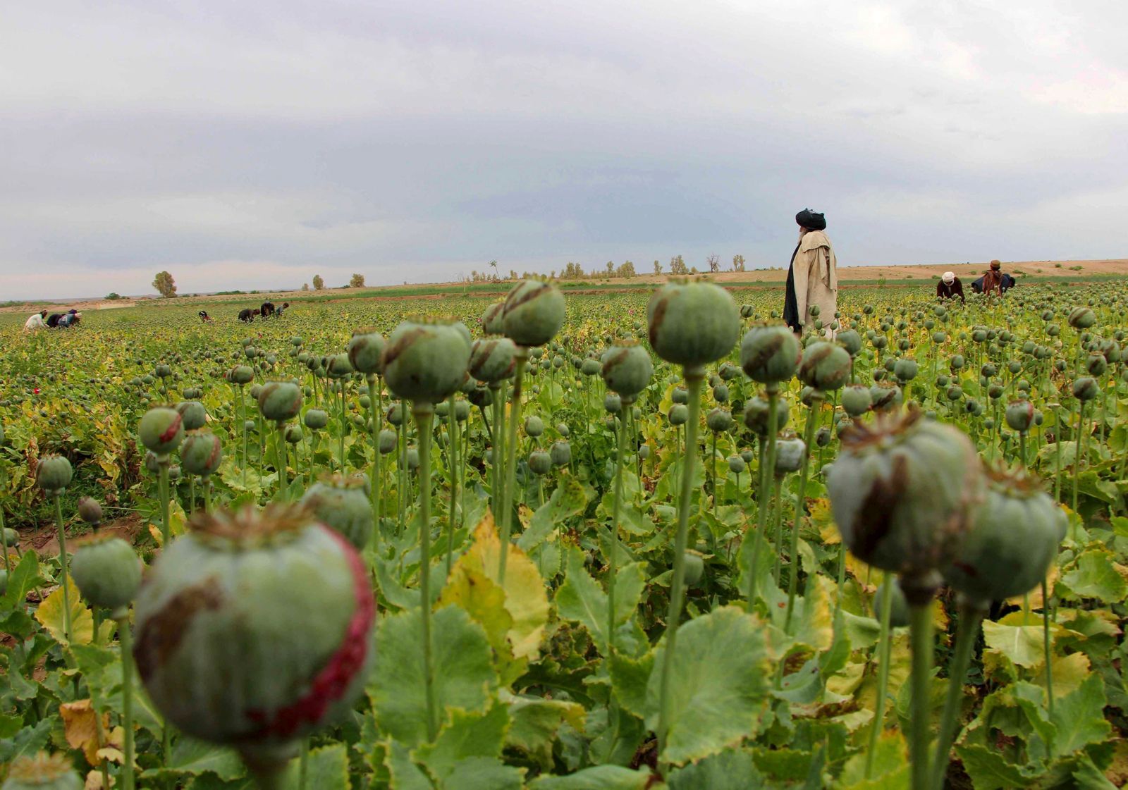 حقانی در دیدار با سفیر جاپان خواستار کمک جهان برای ترویج کشت جایگزین خشخاش در افغانستان شد