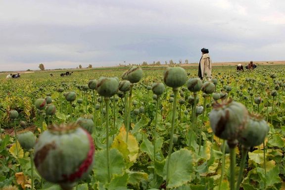 حقانی در دیدار با سفیر جاپان خواستار کمک جهان برای ترویج کشت جایگزین خشخاش در افغانستان شد