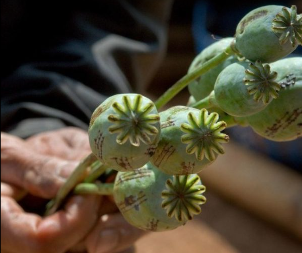 Opium Cultivation Up by 32% in Afghanistan, Says UNODC
