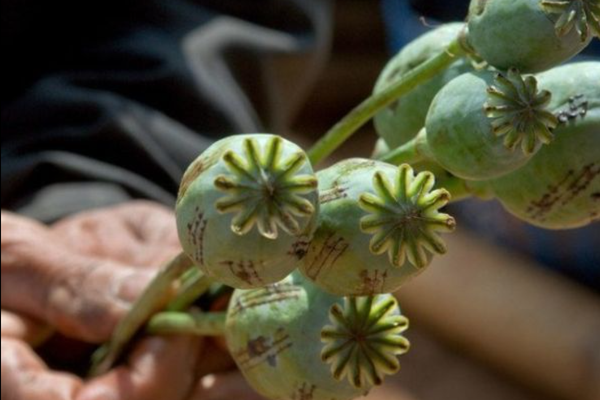 Opium Cultivation Up by 32% in Afghanistan, Says UNODC