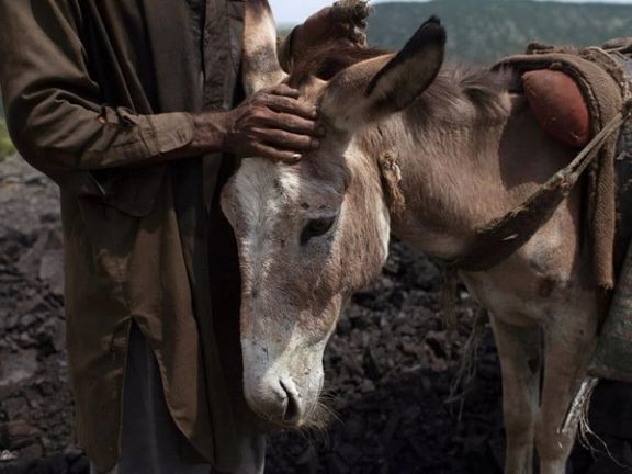 قیمت خر به گونه چشمگیری در پاکستان افزایش یافت