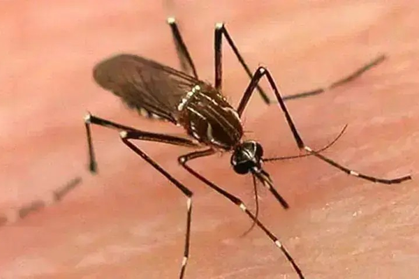 د تېرو پنځو ورځو پرمهال په سند کې د ډینګي تر ۴زرو ډېرې پېښې ثبت شوې دي