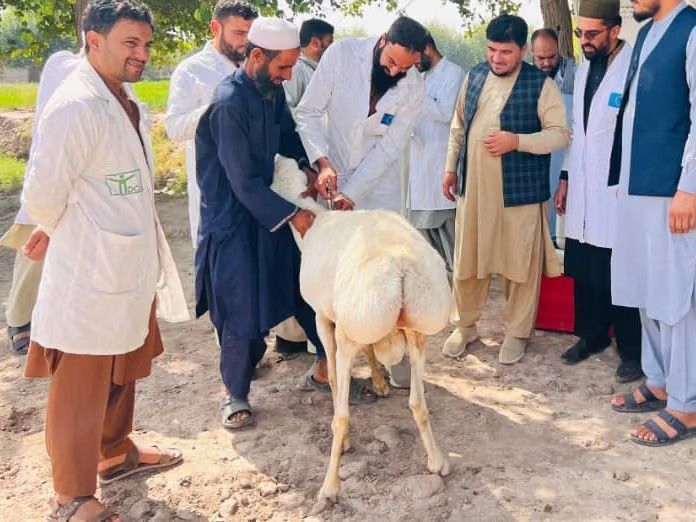 کارزار واکسیناسیون حیوانات در شماری از ولایات آغاز شد