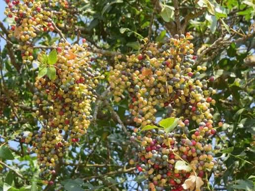 په فراه کې سږکال د شنو «خنجکو» حاصلات تر ۲۰۰ ټنو اوښتي