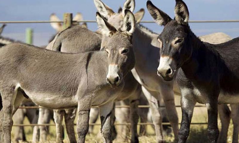 پاکستاني رسنۍ: پاکستان کې د یوه خره بیه له زرو ډالرو لوړه شوې