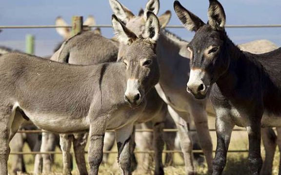پاکستاني رسنۍ: پاکستان کې د یوه خره بیه له زرو ډالرو لوړه شوې