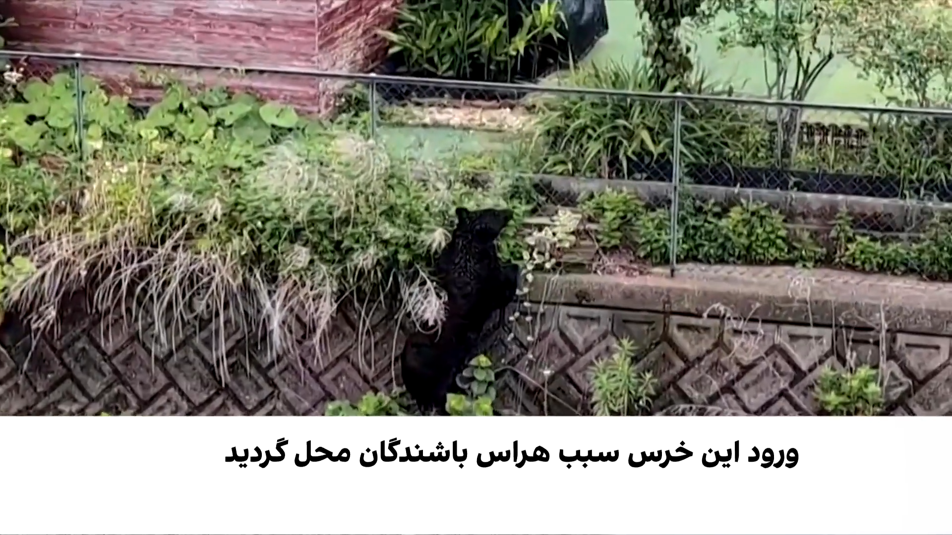 وقتی یک خرس، زندگی شهری را متوقف می‌کند