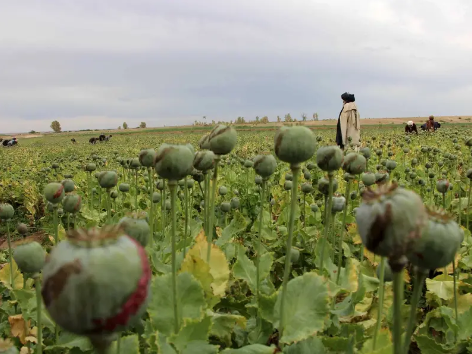 څېړونکي وايي، په افغانستان کې د نشهيي توکو زېرمې د اروپا بازارونو ته وړل کیږي
