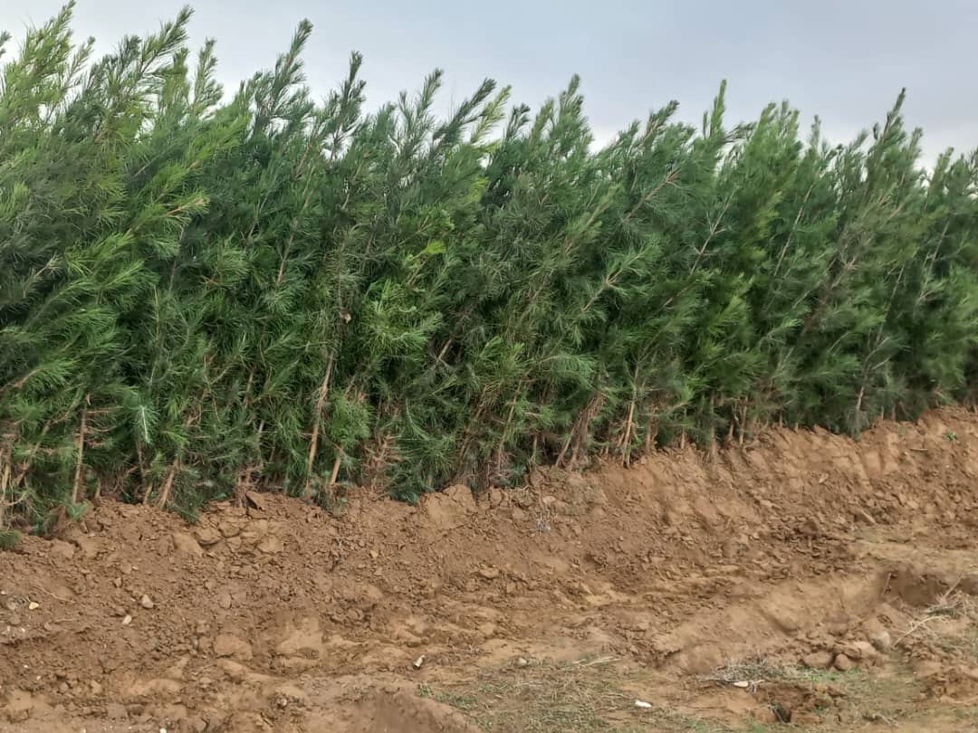 طالبان وايي په راتلونکو ۸ کلونو کې ۲۰۰ میلیونه نیالګي کېنوي