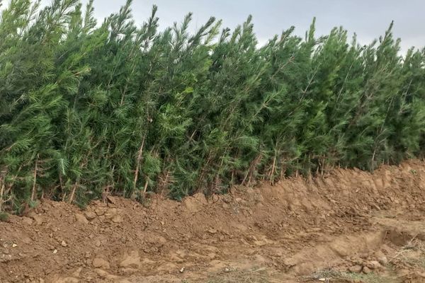 طالبان وايي په راتلونکو ۸ کلونو کې ۲۰۰ میلیونه نیالګي کېنوي