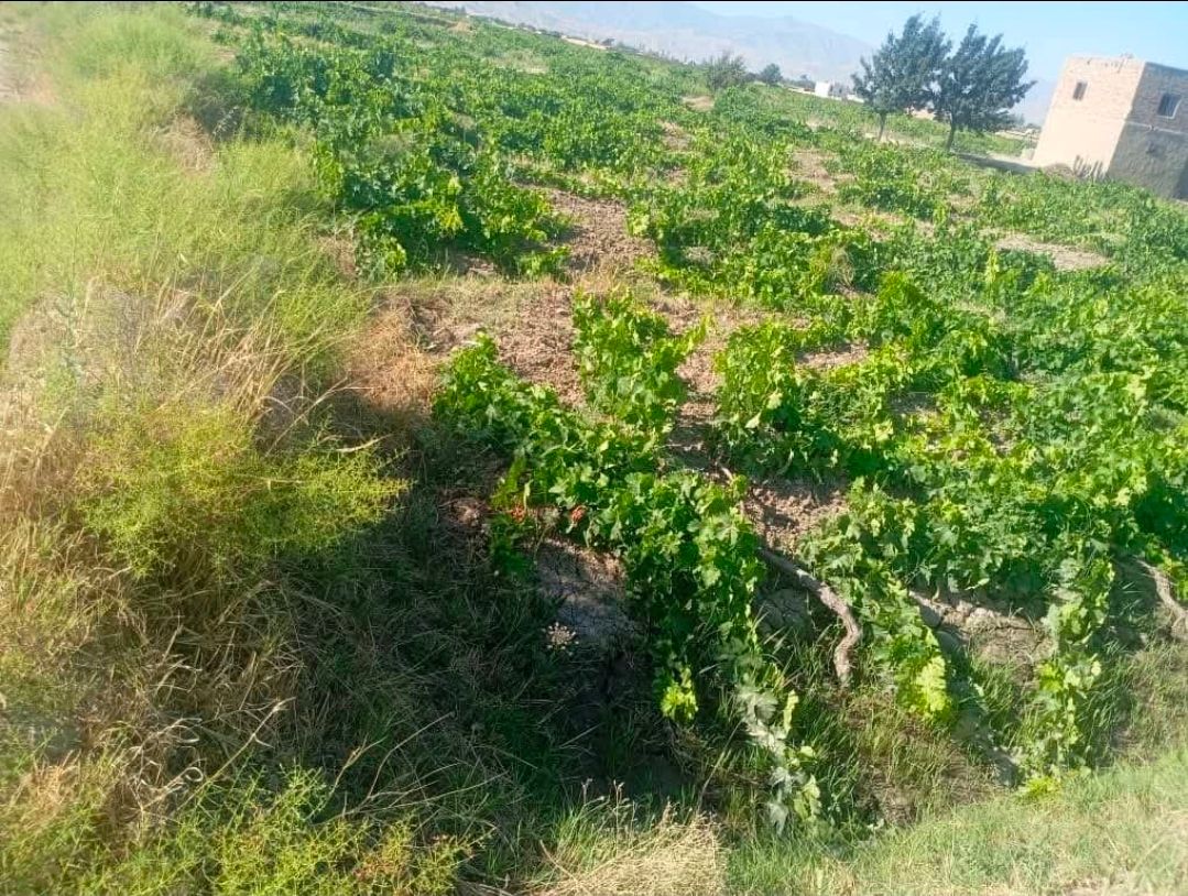 یک باغدار: «حاصل یک سال زحمت ما بدون بازار و صادرات نابود می‌شود»