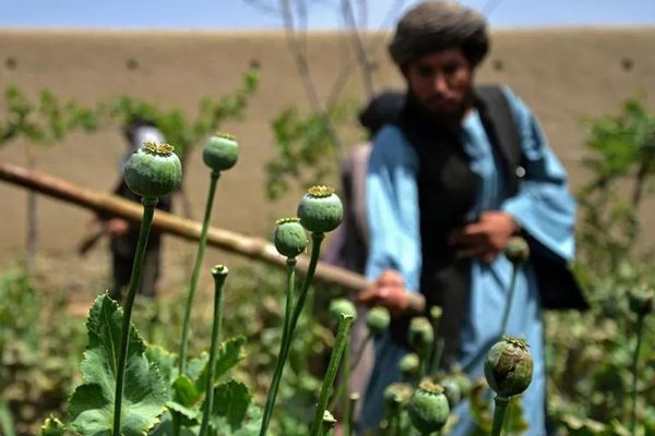 د طالبانو دویمه واکمني او د نشهيي توکو تاکتيکي منع کول