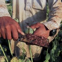 Climate Change In Afghanistan Pushing Farmers Toward Opium Cultivation, Says UN