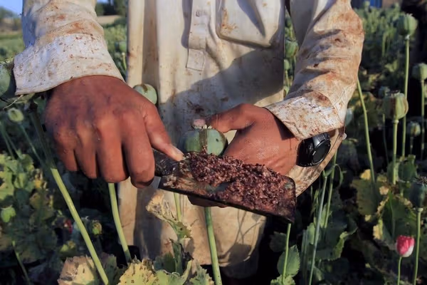 Climate Change In Afghanistan Pushing Farmers Toward Opium Cultivation, Says UN