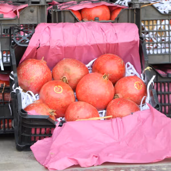 طالبان اعلام کرد صادرات محصولات زراعتی به آسیای میانه رسما آغاز شد