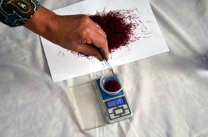 طالبان: با زعفران بی‌‌کیفیت ایران خود را بدنام نمی‌کنیم