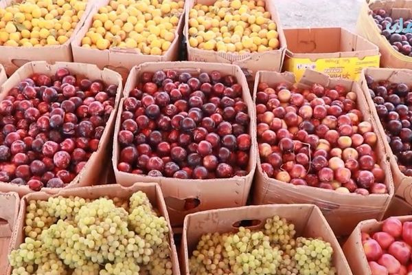 تېرو درېیو میاشتو کې؛ له هرات نه ۱۱۷ ټنه تازه مېوه بهر ته صادره شوې ده