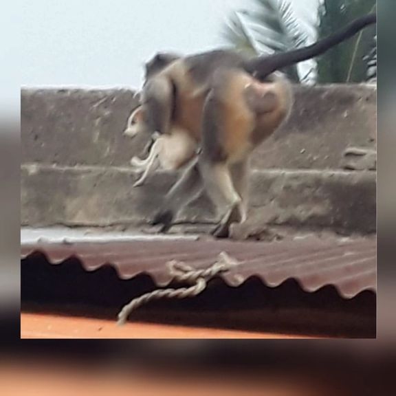 واکنش به کشته شدن یک میمون؛ میمونهای انتقامجو ۲۵۰ سگ را ربودند و از بامها پایین انداختند