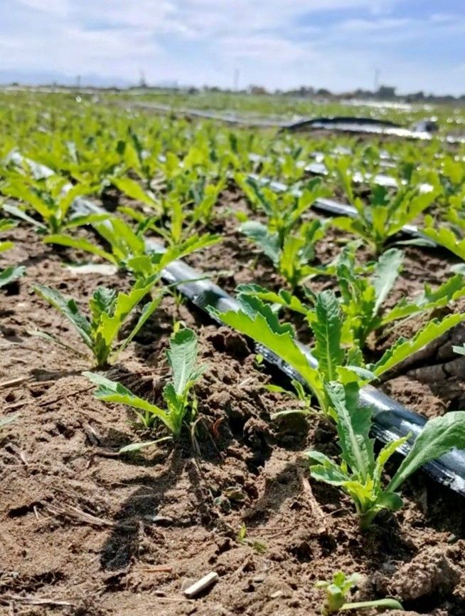 آبیاری قطره‌ای مزارع کوکنار در سیستان بلوچستان ایران