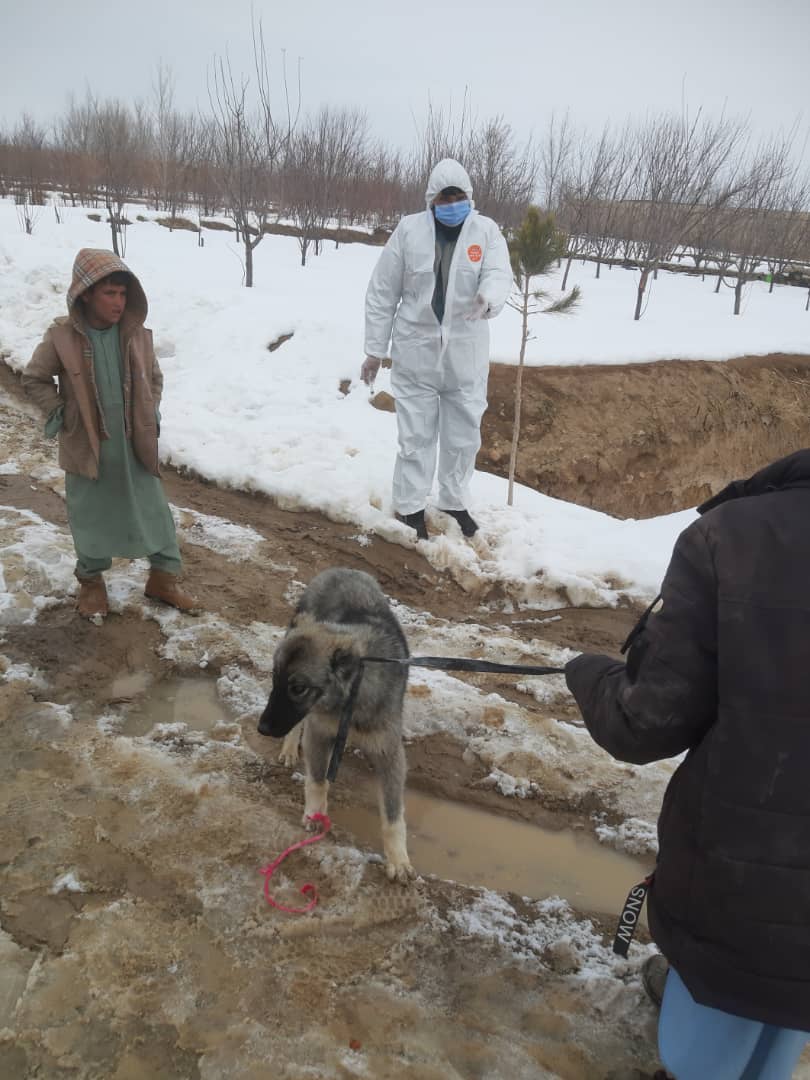 په میدان وردګو کې د لیوني سپي ناروغۍ د مخنیوي لپاره د څارویو د واکسین کمپاین پیل شوی 