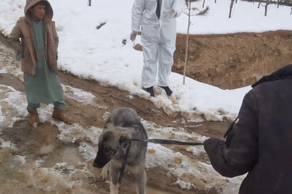 په میدان وردګو کې د لیوني سپي ناروغۍ د مخنیوي لپاره د څارویو د واکسین کمپاین پیل شوی