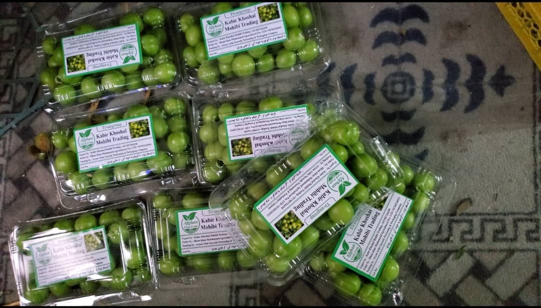 له کندهاره د لومړي ځل لپاره امارات ته د ۲۰ ټُنه الوچو صادرات پیل شول