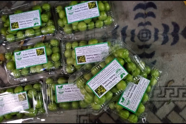 له کندهاره د لومړي ځل لپاره امارات ته د ۲۰ ټُنه الوچو صادرات پیل شول