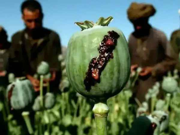  واشنګټن پوسټ: د اقلیم بدلون به په افغانستان کې د کوکنارو کښت بیا زیات کړي