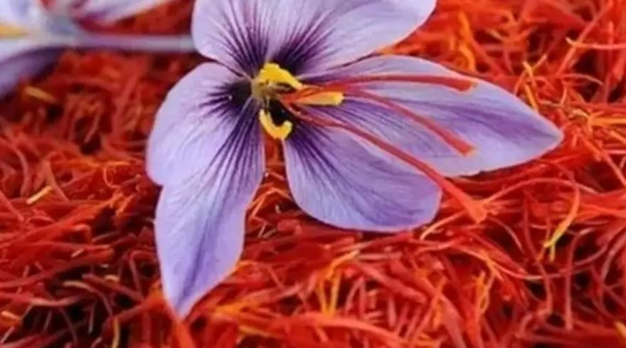 United Nations Supports Afghanistan’s Saffron Cultivation for Sustainable Livelihoods