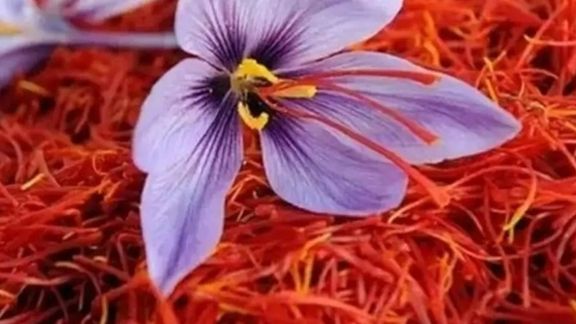 United Nations Supports Afghanistan’s Saffron Cultivation for Sustainable Livelihoods
