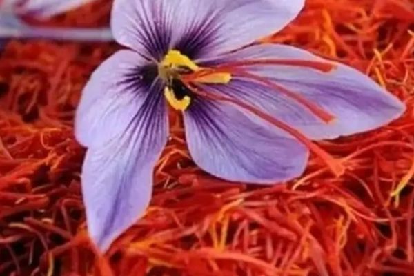 United Nations Supports Afghanistan’s Saffron Cultivation for Sustainable Livelihoods