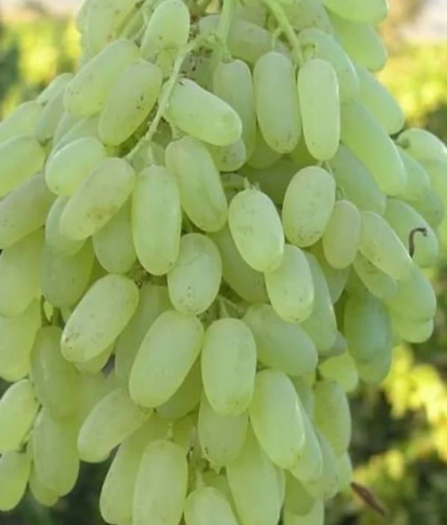 پنجشېر کې د انګورو حاصلات د تېرکال پرتله زیات شوي دي