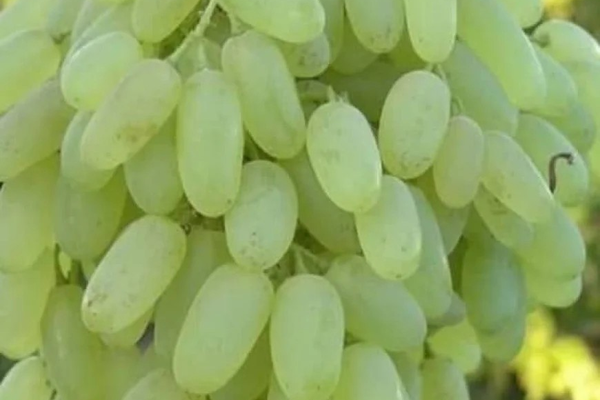 پنجشېر کې د انګورو حاصلات د تېرکال پرتله زیات شوي دي