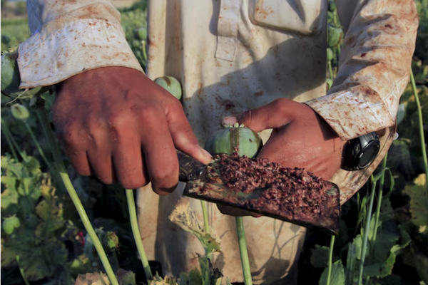 UN Reports 30% Increase In Opium Production In Afghanistan