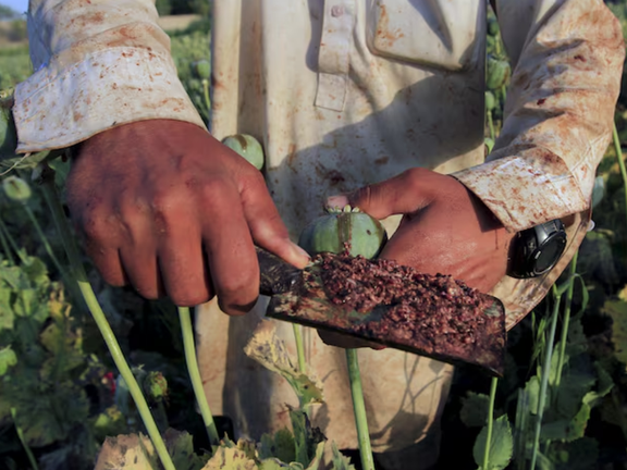 UN Reports 30% Increase In Opium Production In Afghanistan