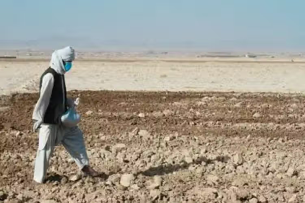 الأمم المتحدة تطلب مساعدة عاجلة لإنقاذ محصول القمح في أفغانستان