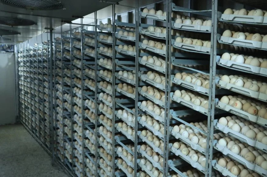 بلخ کې د ۱۹ مېلیونه افغانیو په لګښت د چرګوړو د تولید کارخونه پرانیستل شوه