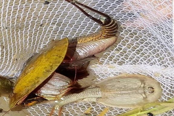 مقام ایرانی: پس از بارانهای شدید در افغانستان، گونههای جانوری در هامون احیا شدند