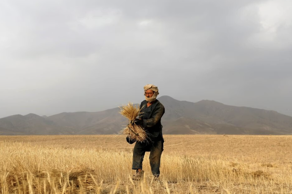 السعودية تقدم مليون دولار لدعم الزراعة والأمن الغذائي في أفغانستان