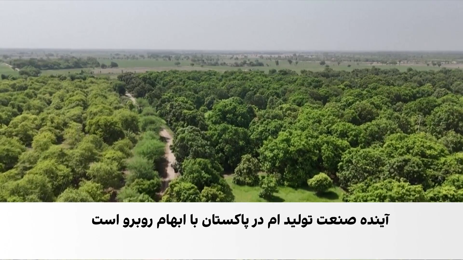 شدت گرما، انبه پاکستان را کم‌رونق کرد