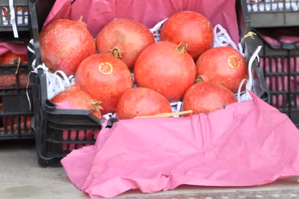 بانک جهانی میگوید صادرات افغانستان در ماه اکتبر افزایش یافت