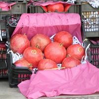 Afghanistan’s Exports Rose In October Despite Pakistan Border Closure, Says World Bank