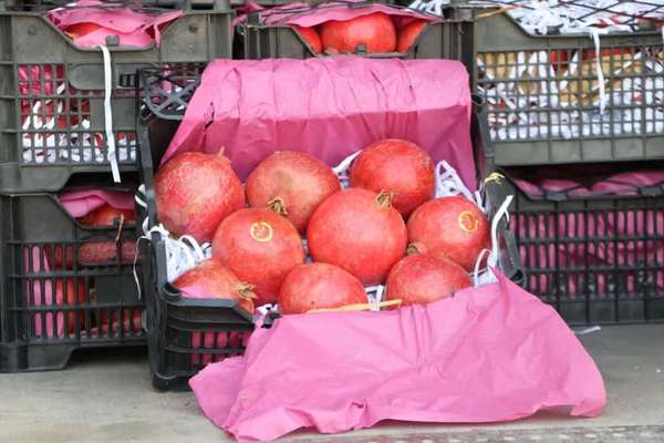 Afghanistan’s Exports Rose In October Despite Pakistan Border Closure, Says World Bank