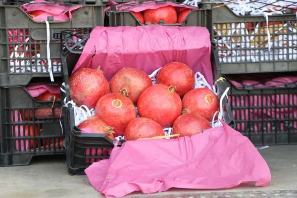 Afghanistan’s Exports Rose In October Despite Pakistan Border Closure, Says World Bank