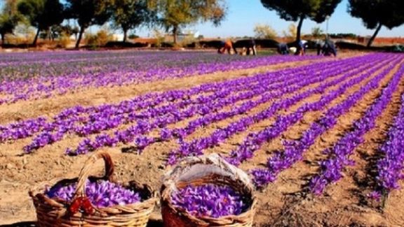 د طالبانو د سوداګرۍ وزارت: په تېرو ۹ میاشتو کې بېلابېلو هېوادونو ته ۴۶ ټنه زعفران صادر شوي