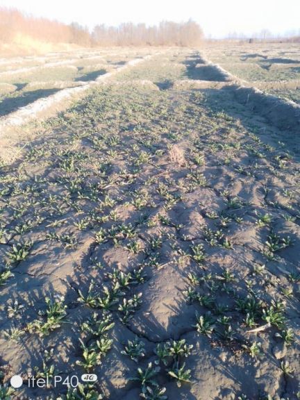 د کندهار په غورک ولسوالۍ کې د تریاکو کرونده