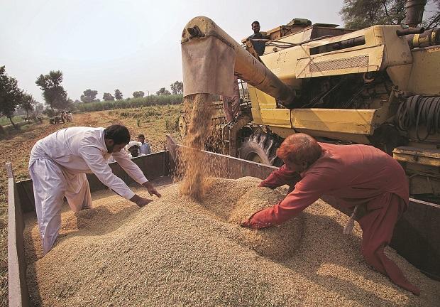 هند صادرات گندم را ممنوع کرد