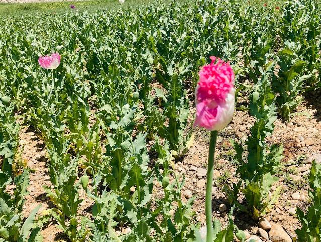 صفر ته د کوکنارو د کرکېلې د رسېدو په اړه د طالبانو له ادعاوو سره غزني کې کوکنار کرل شوي
