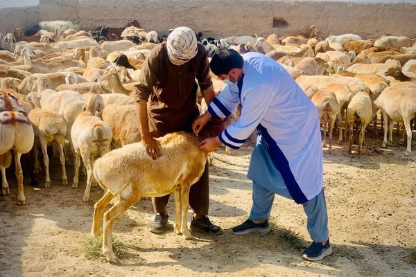 سازمان غذا و کشاورزی ۳ میلیون گوسفند و بز را در افغانستان واکسینه کرد